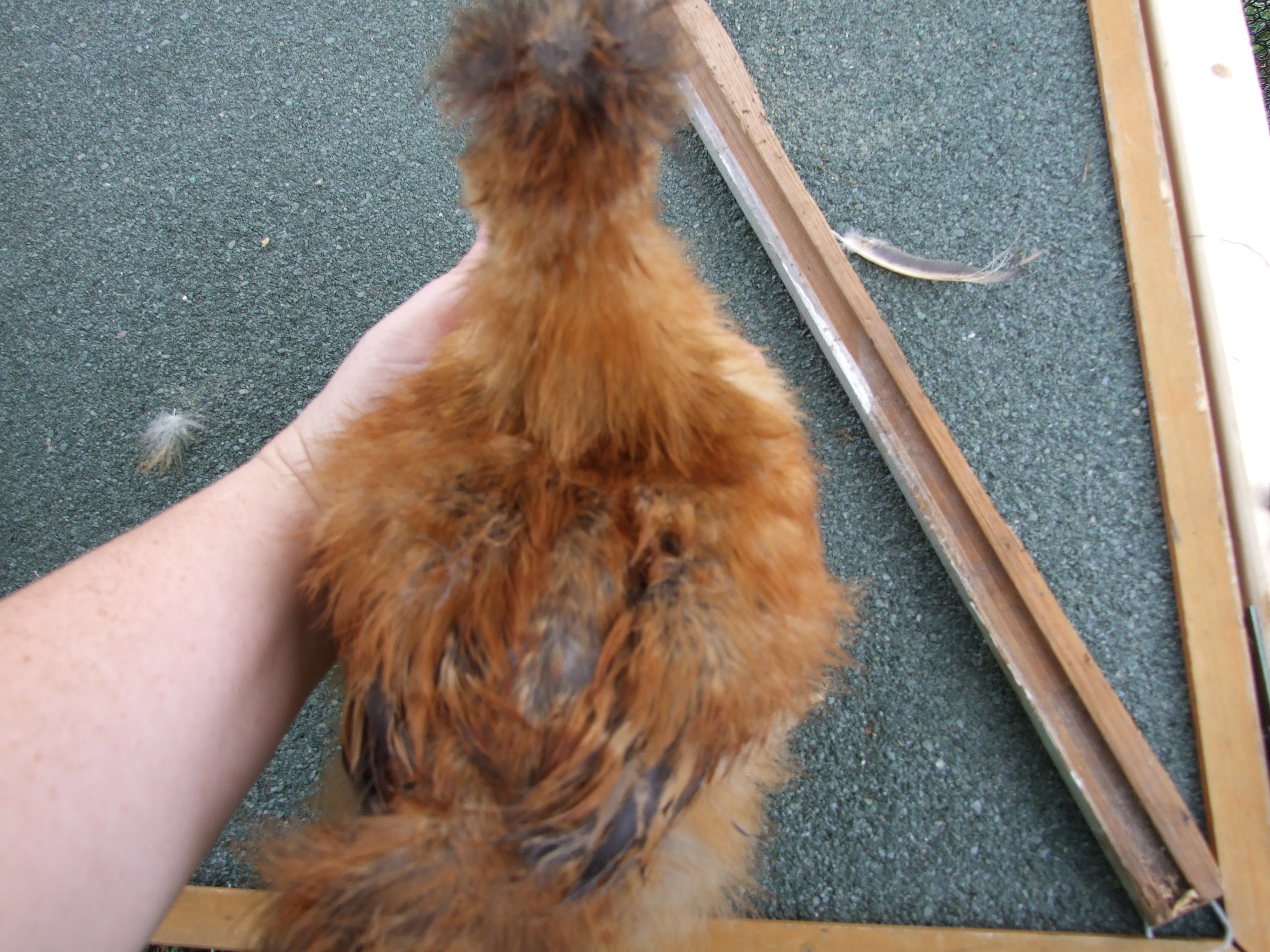 same partridge but back view