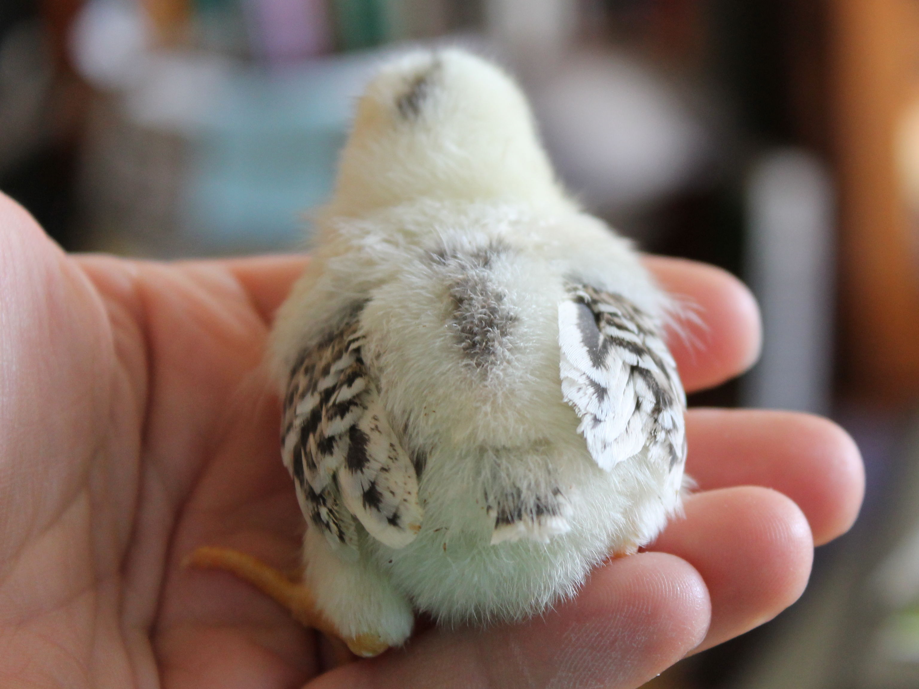 Same SDW x Wheaten cross chick, view from back.