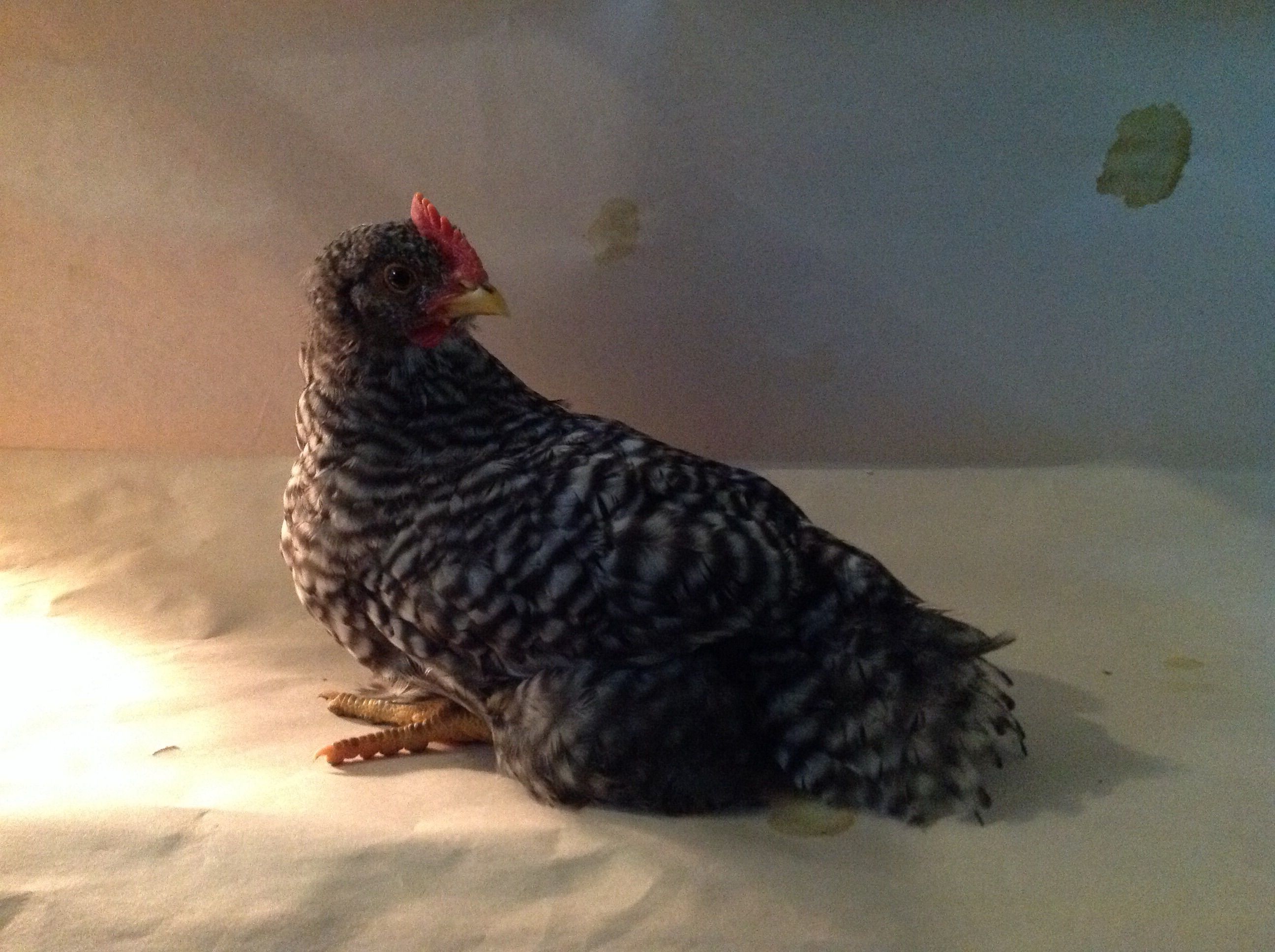 Same six week old barred rocks