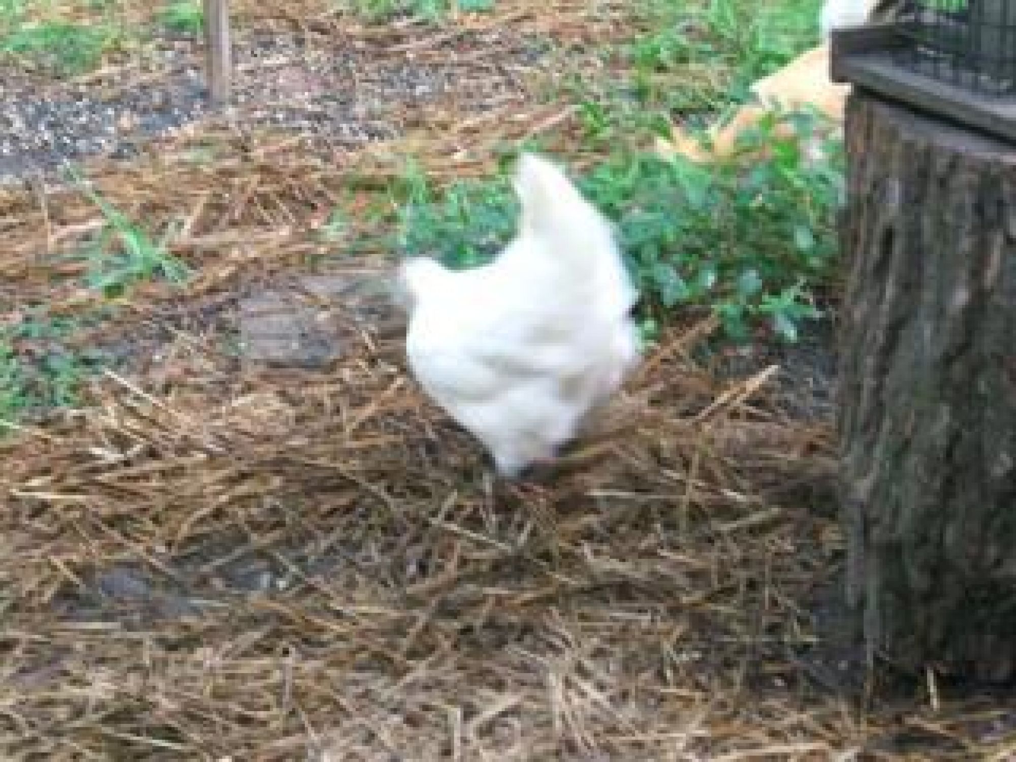 Same two white young hens exploring very close to the woods.  I went down and shooed them back home.