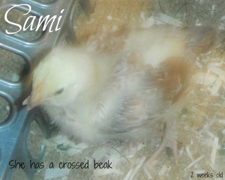 Sami05.jpg > She has the crossed beak but I'm taking extra alone time to make sure she gets enough to eat and plenty of fluids..We're making a doctor's appt to have her checked out..so far she's very healthy...and getting spoiled :)