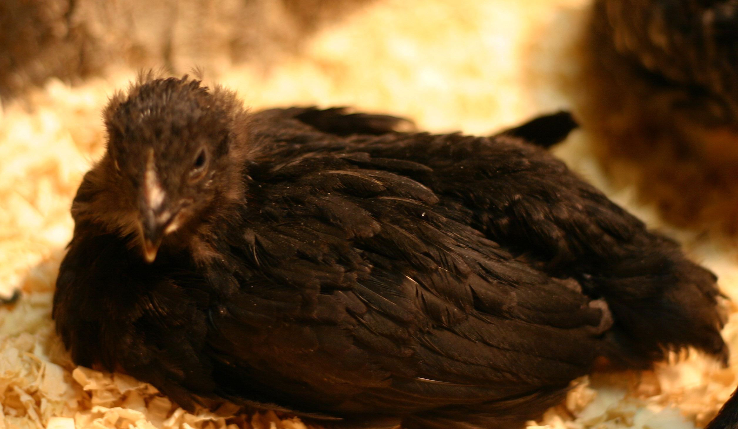 Sammi esting 5-7-2012