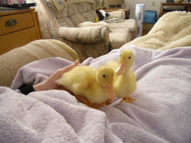 Sammie and Sky  (Skylar if it's a boy)  at 3 weeks old