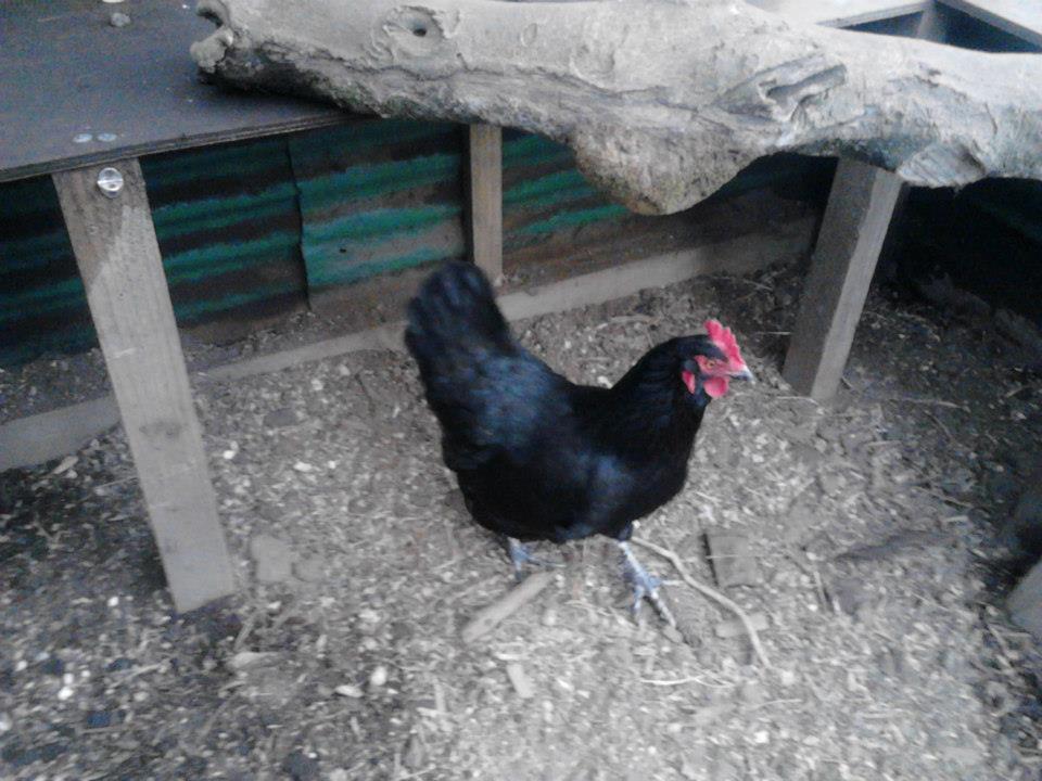 *
"Sammy" my part Australorp hen - not too sure really, but she is beautiful :)