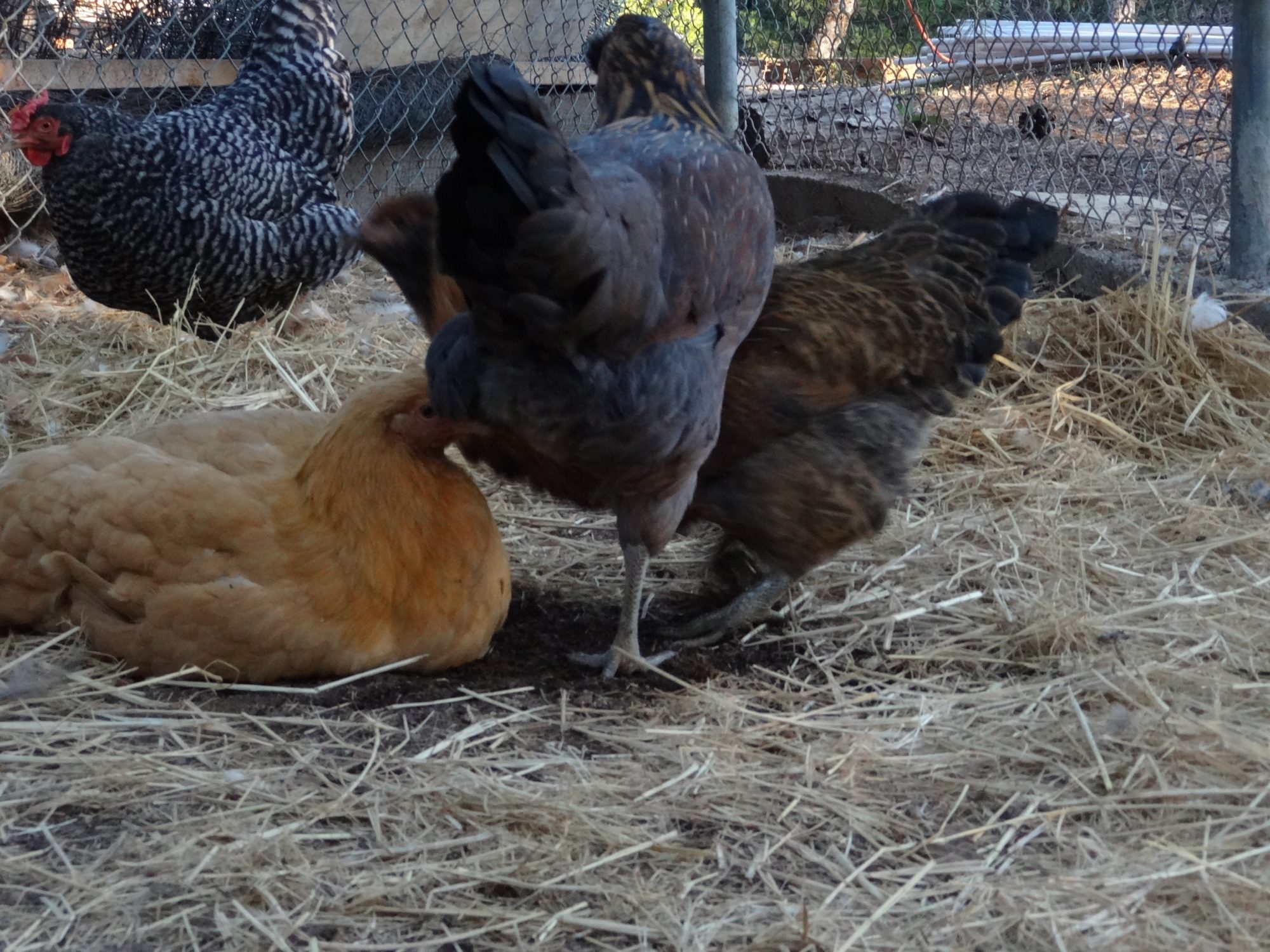 Sammy the Americana trying to step over Sunshine the Buff Orp. and Queen, the other Americana. That's Lieutenant Lou Striped the Barred Rock in the background. This photo was a little blurry, but I thought it was too funny not to upload.