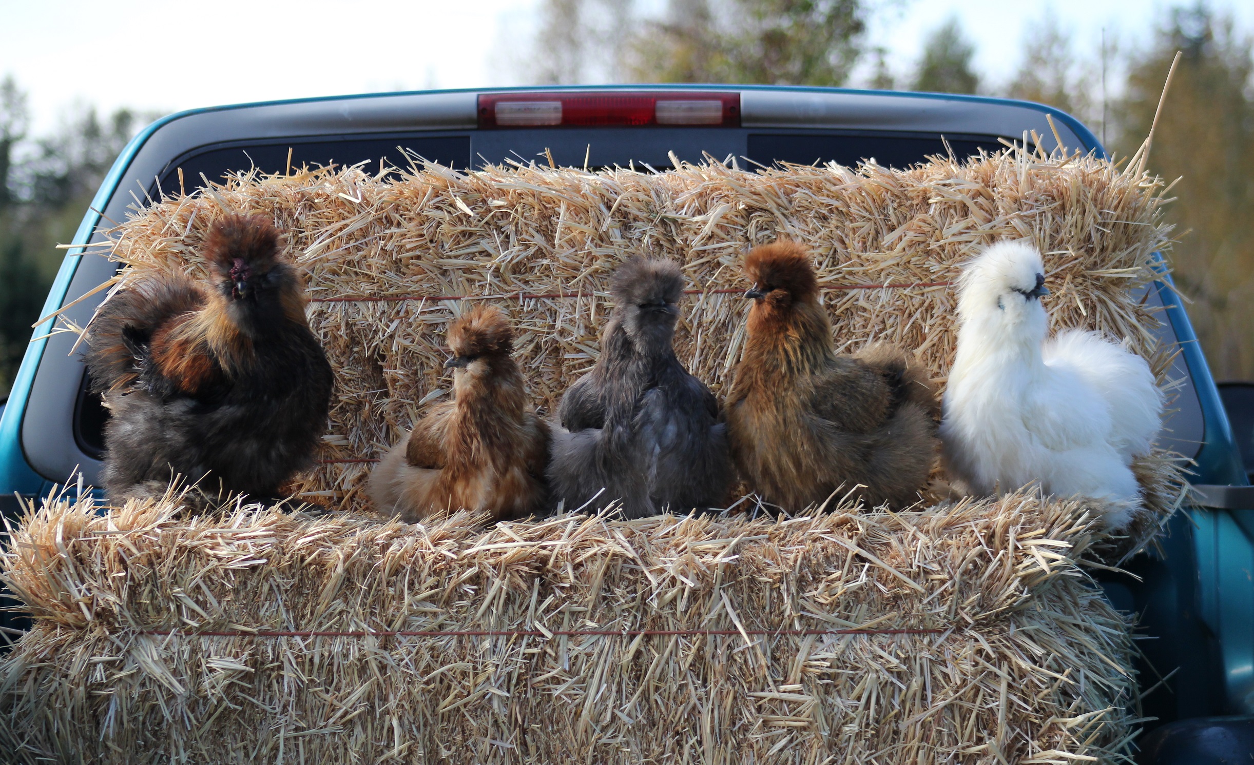 Sample of the silkies