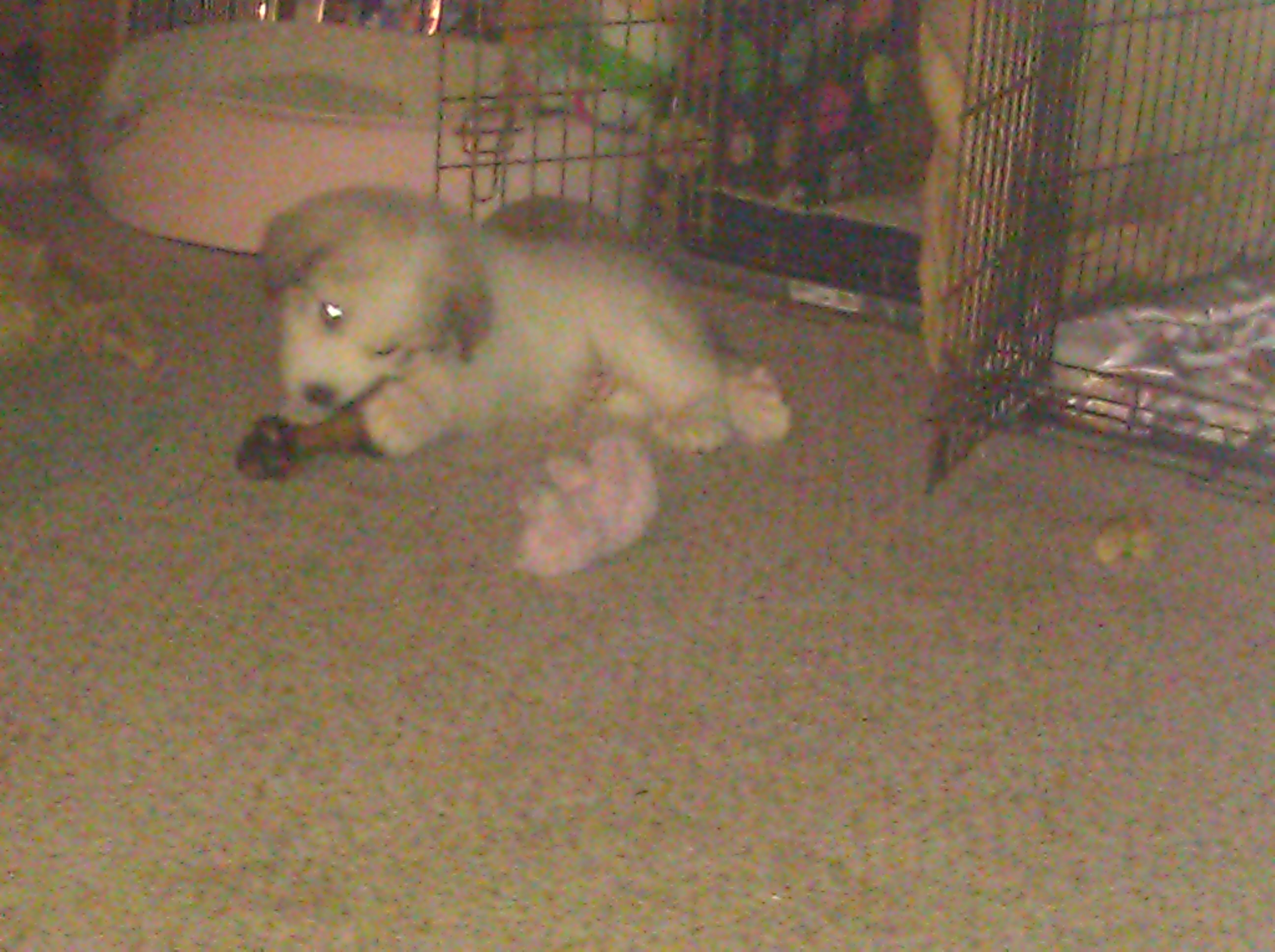 Samson