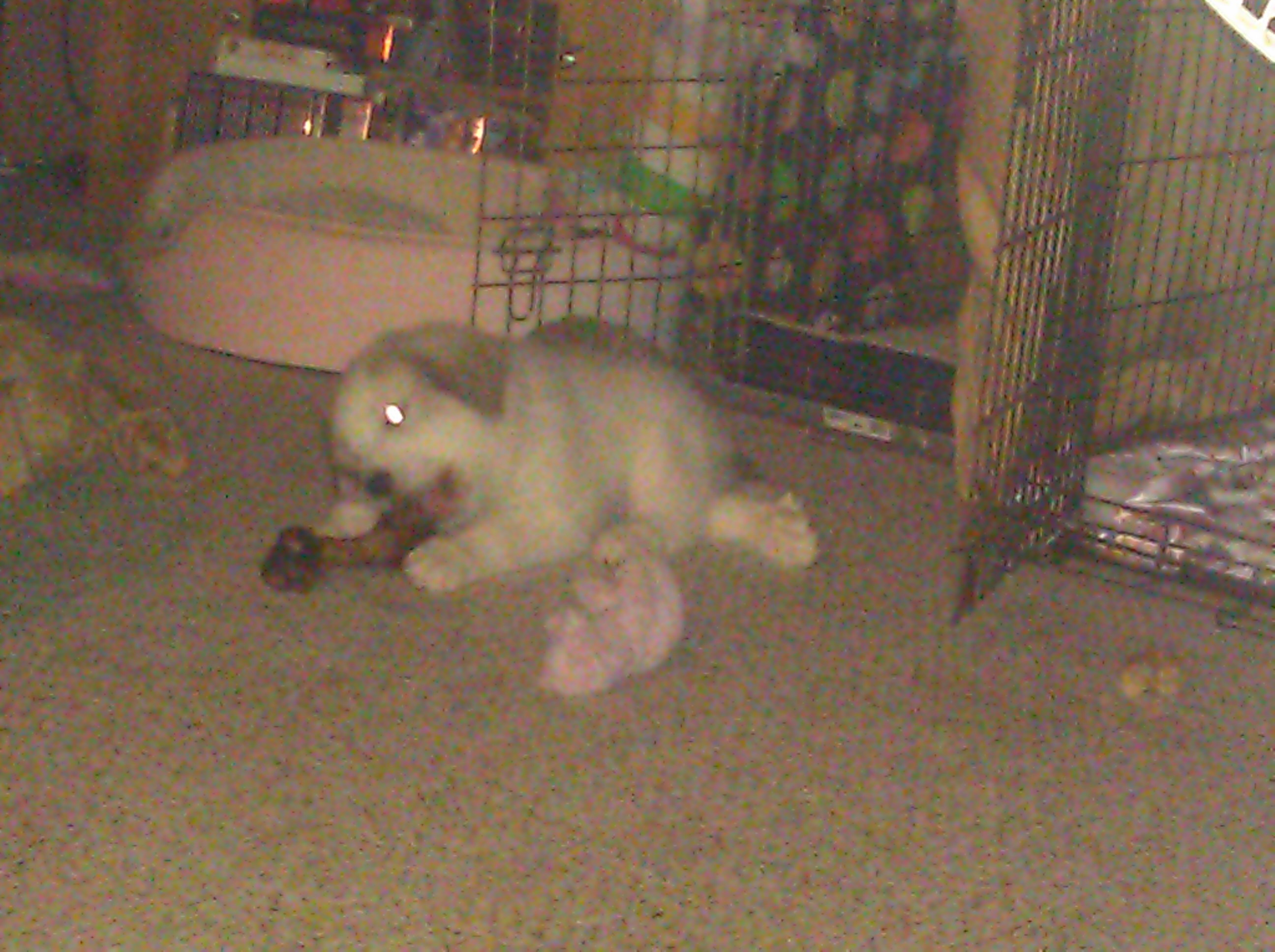 Samson