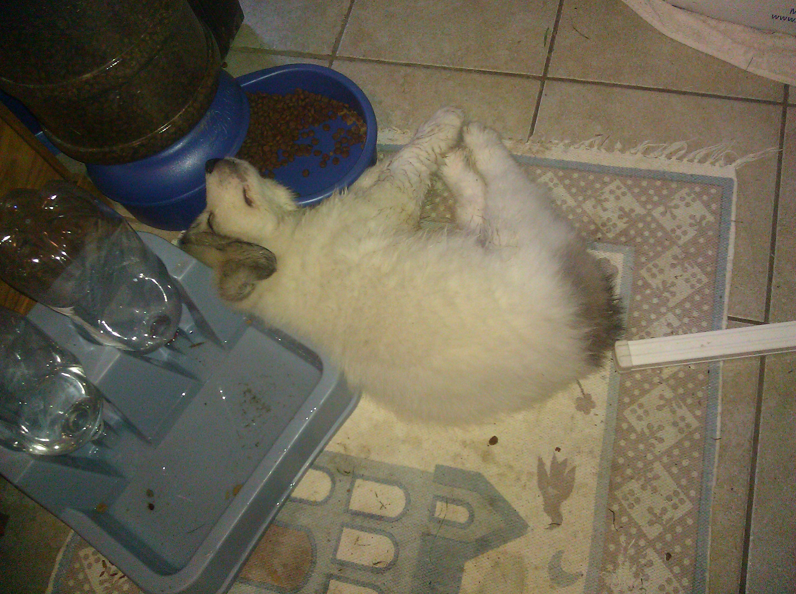 Samson