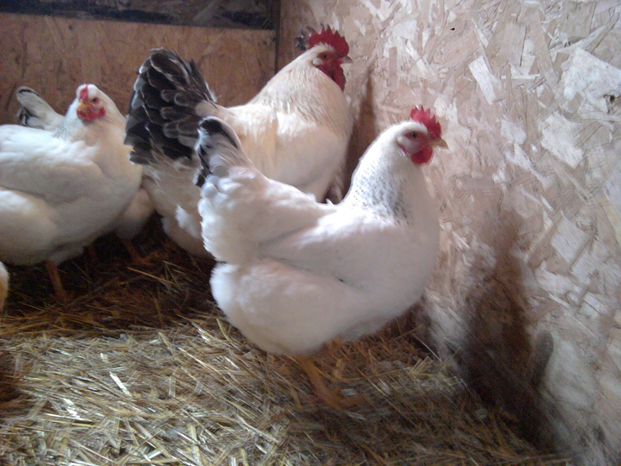 Samurai and two of his half sistesr. In front is a DelawarexNew Hampshire Red. To the left is a Delawarex Silver Laced Wyandotte.