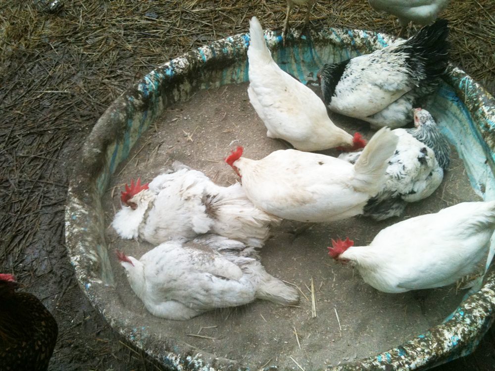 Sand Bath.  Medium is sand and Dry Stall.  The dry stall has DE in it which helps control mites.