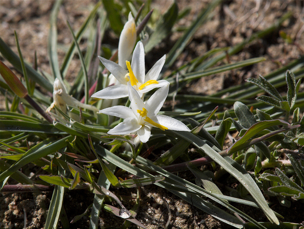 Sand Lily