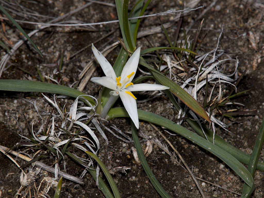 Sand Lily