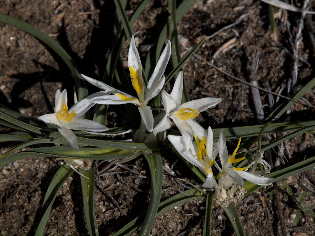 Sand Lily
