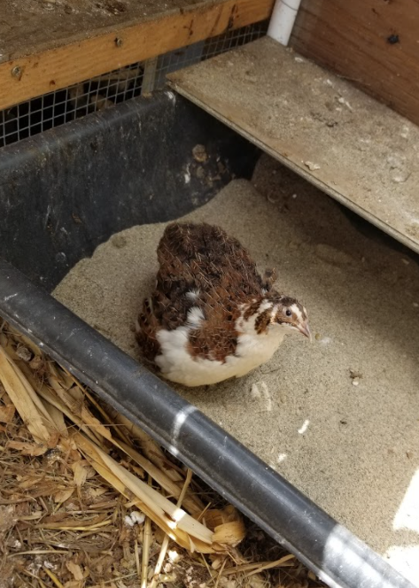 sandbath-for-quail2.png