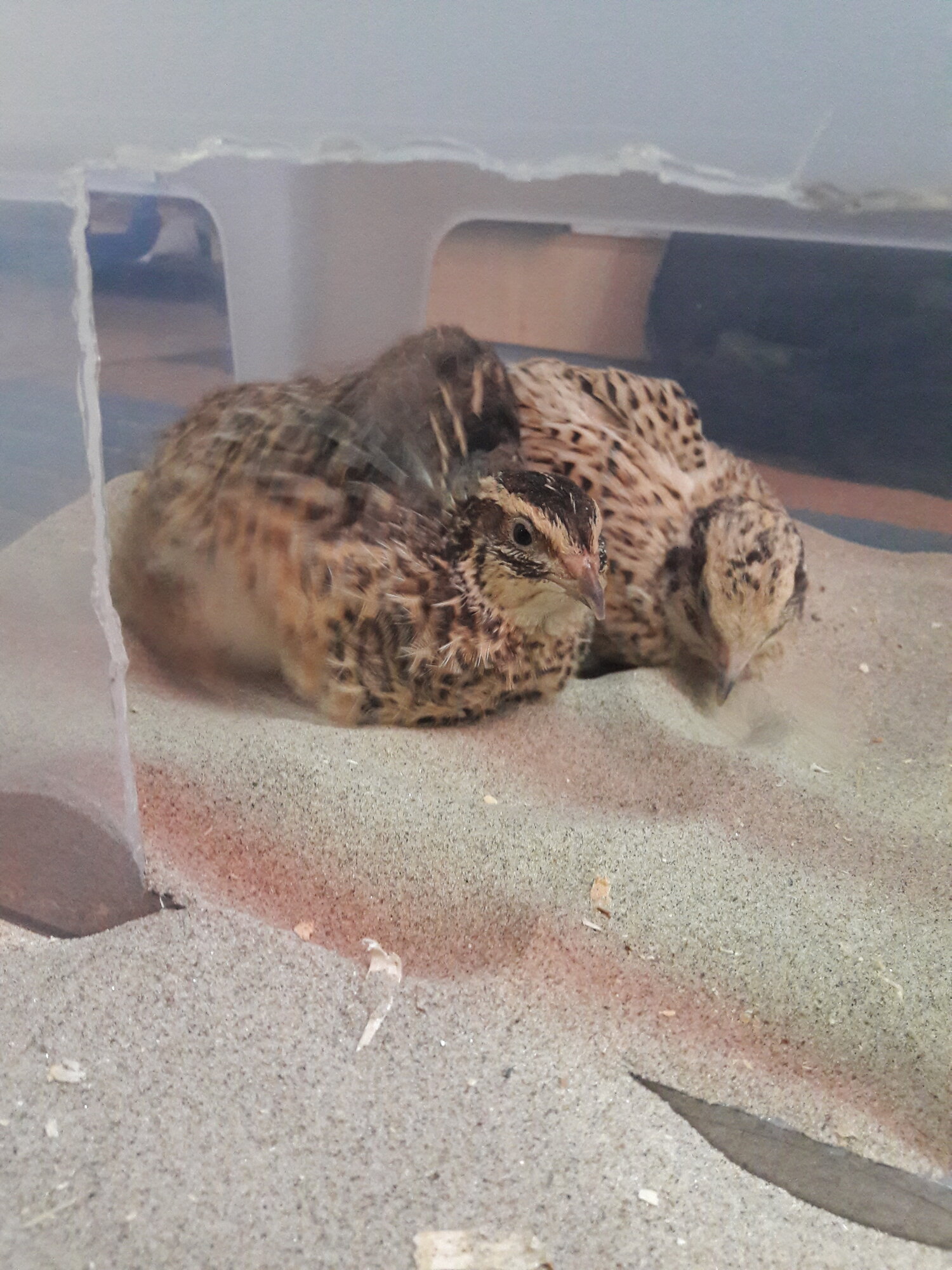 Sandbath