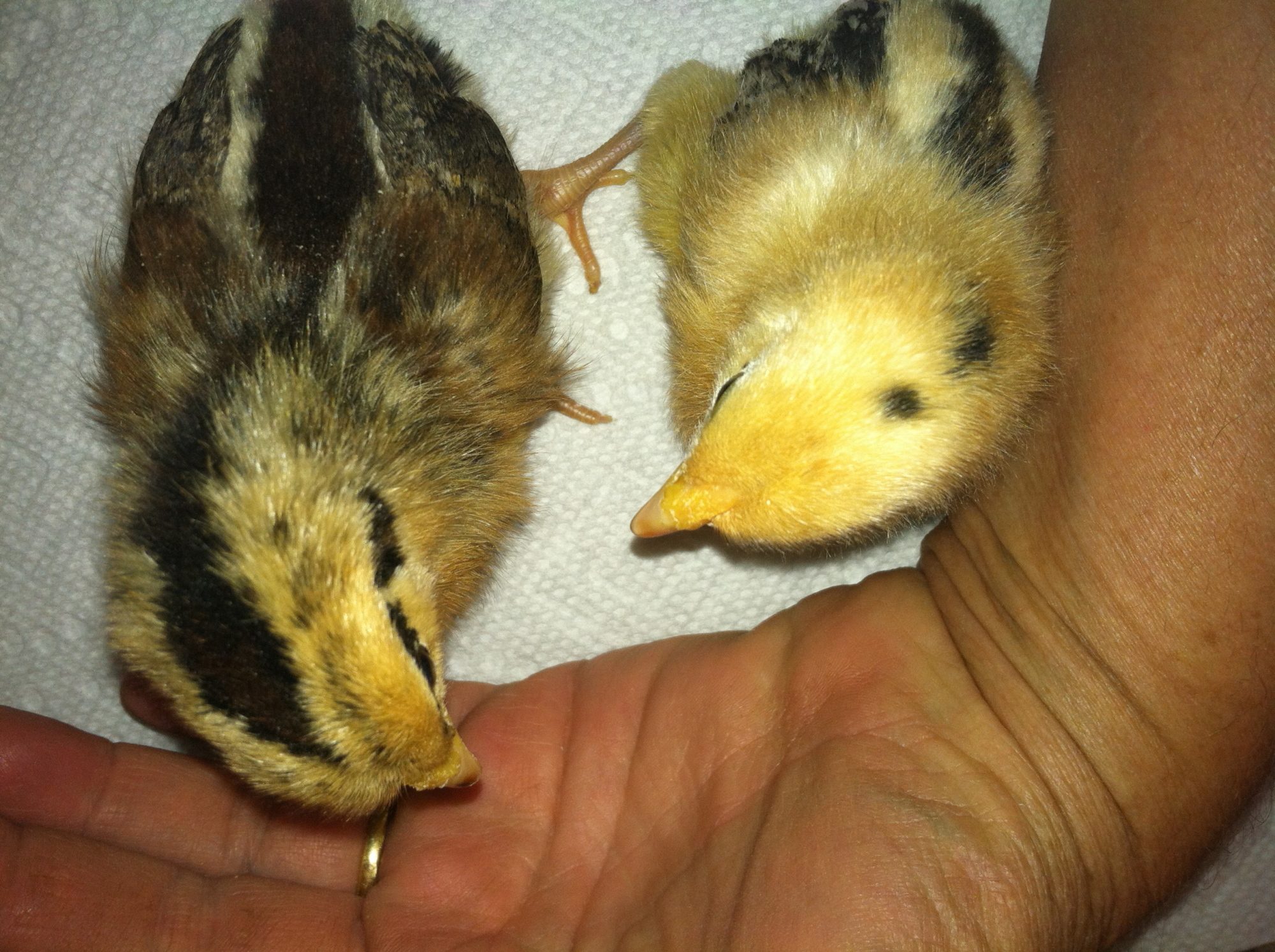 Sandhill redcap chicks, week old. notice two types - dark and light