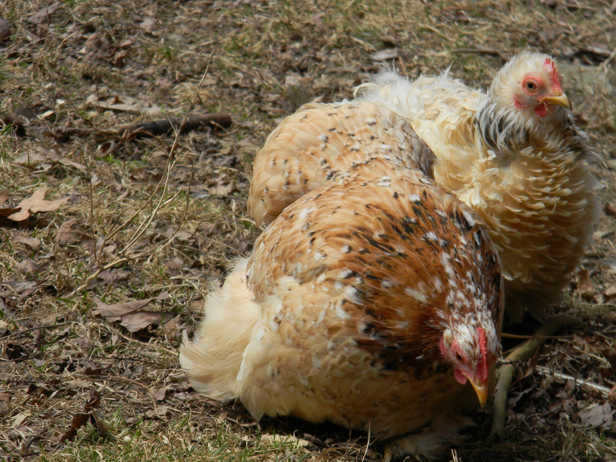 Sandy and Peppermint