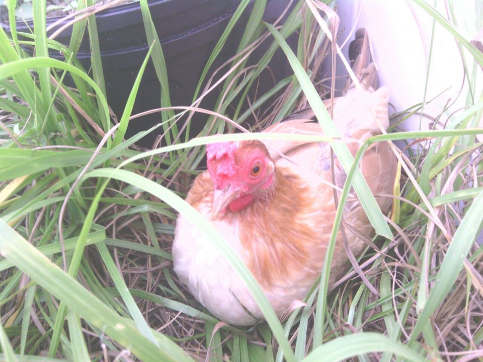 Sandy, Red OEGB  Hen