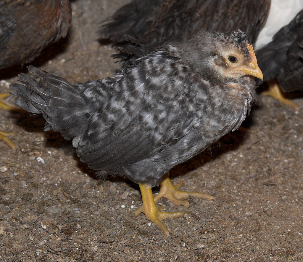 Sapphire/Cream Legbar cross 3 1/2 weeks old.