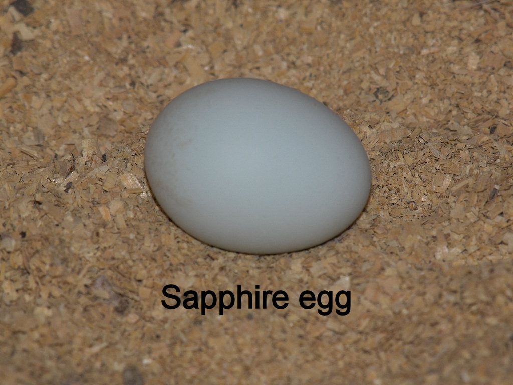 Sapphire egg