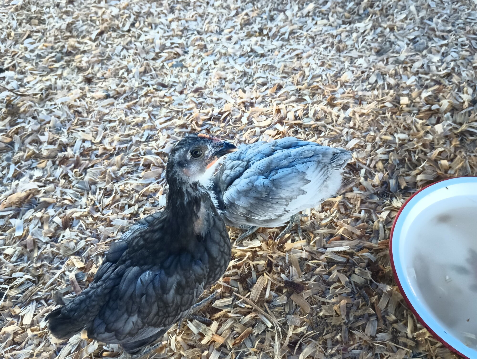 Sapphire Gem Pullets 4 weeks old