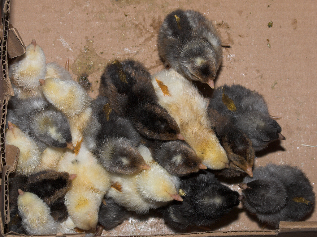 Sapphire/Legbar cross