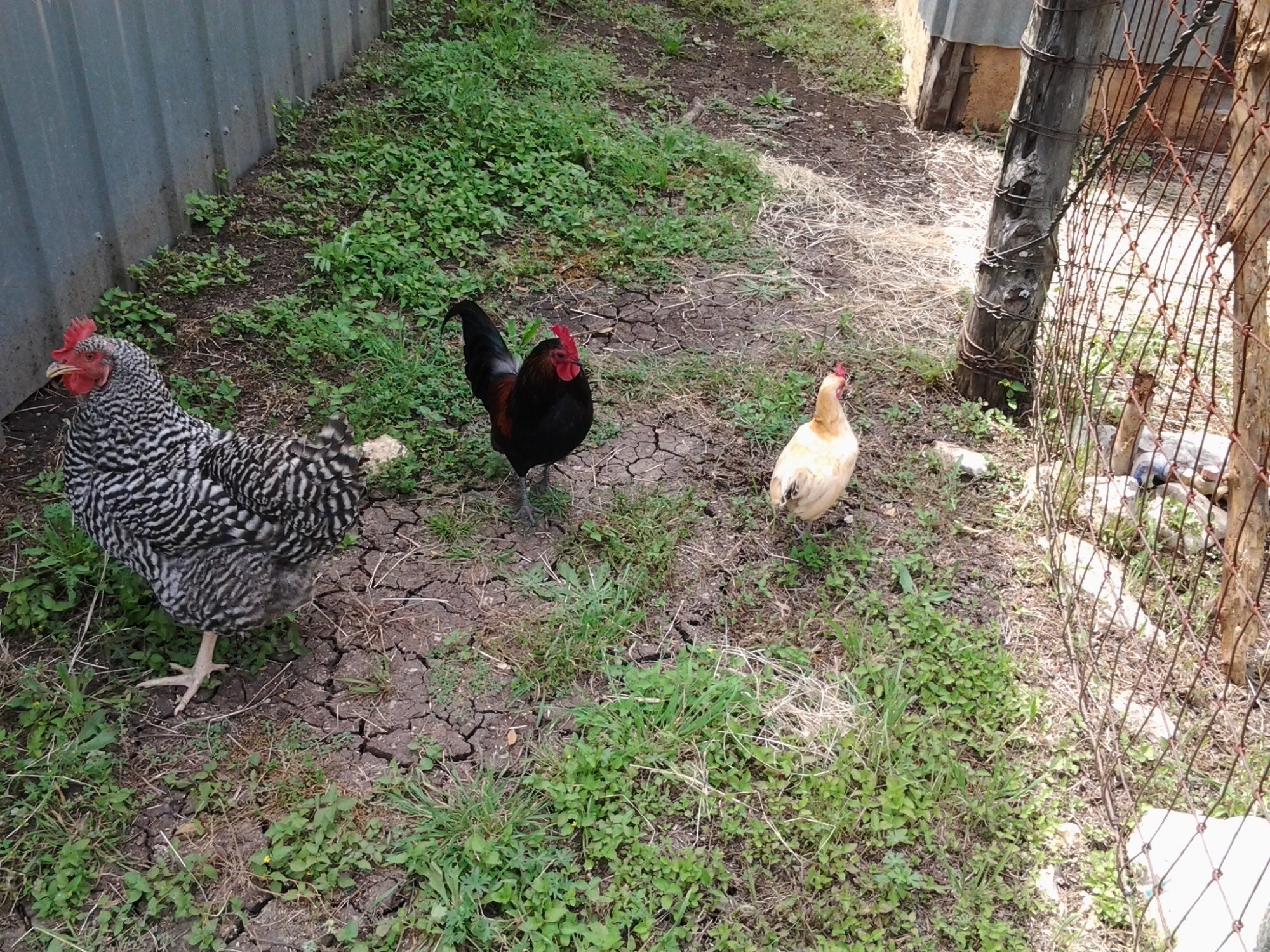 Sara is my Barred Rock, Goldie is my little broody bantam and Sal (Salvadore) is our bantam roo.