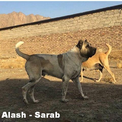 Sarab 

Azerbaijan Breeds

Azerbaijan Mastiff