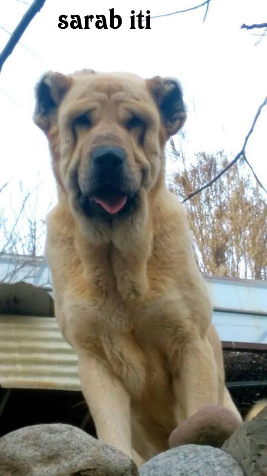 sarab iti 
Azerbaijan mastiff