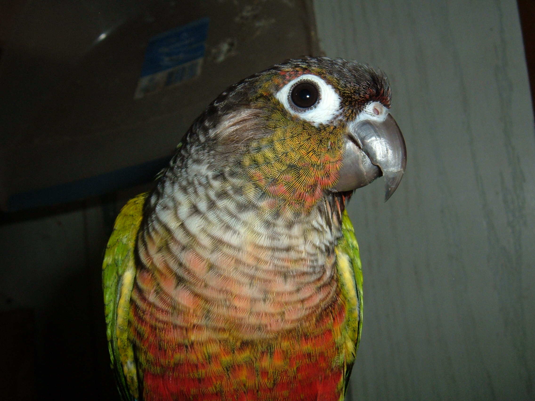 Sarah, Yellow sided green cheek Conure mutation