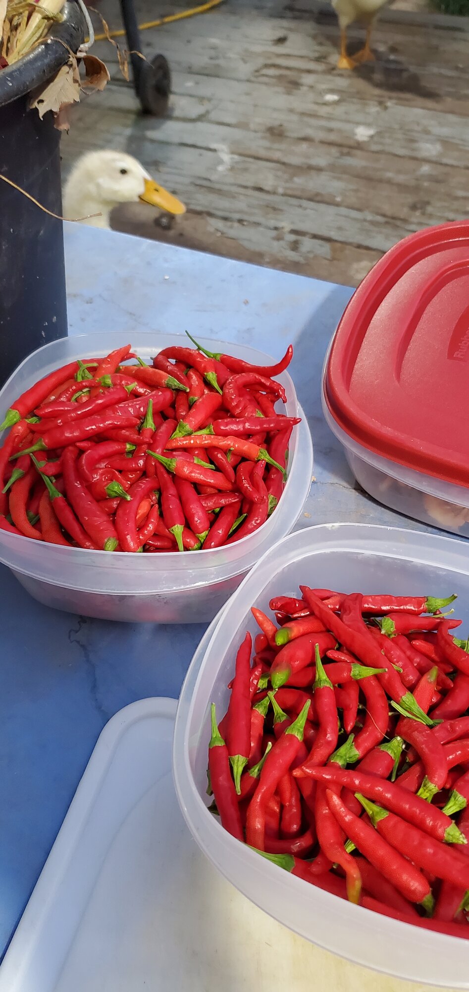 Sarrano Pepper