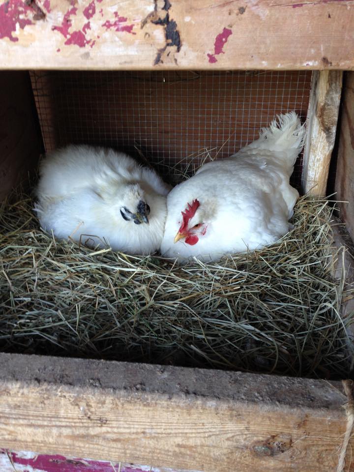 Sasha and Annie sharing duties on these eggs