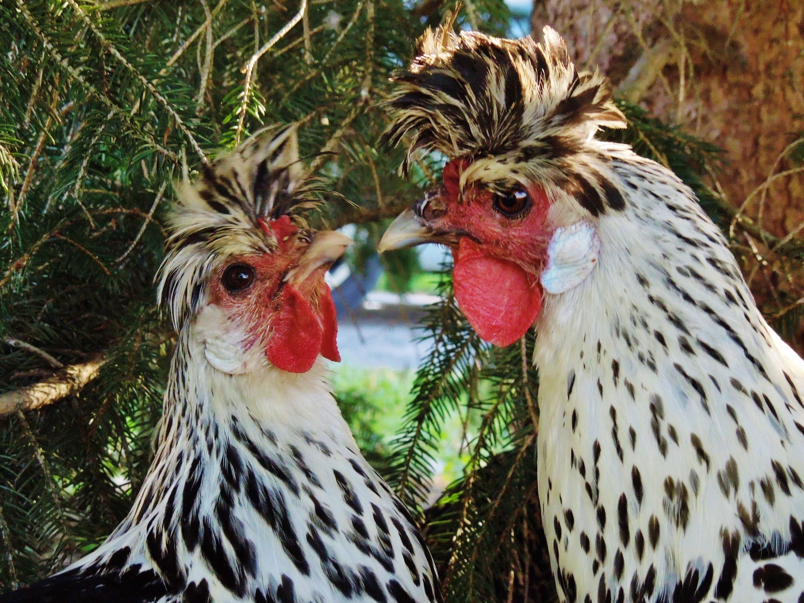 Sass and Missy