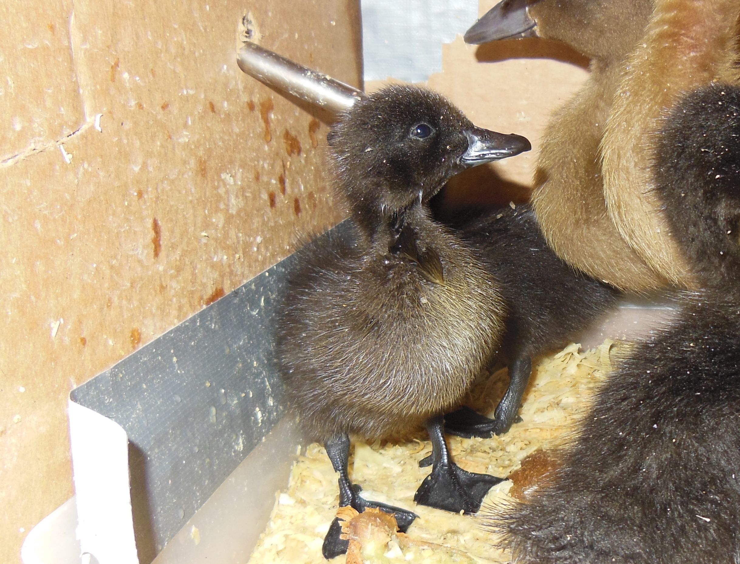 Sassafras, 2 day old Black Cayuga