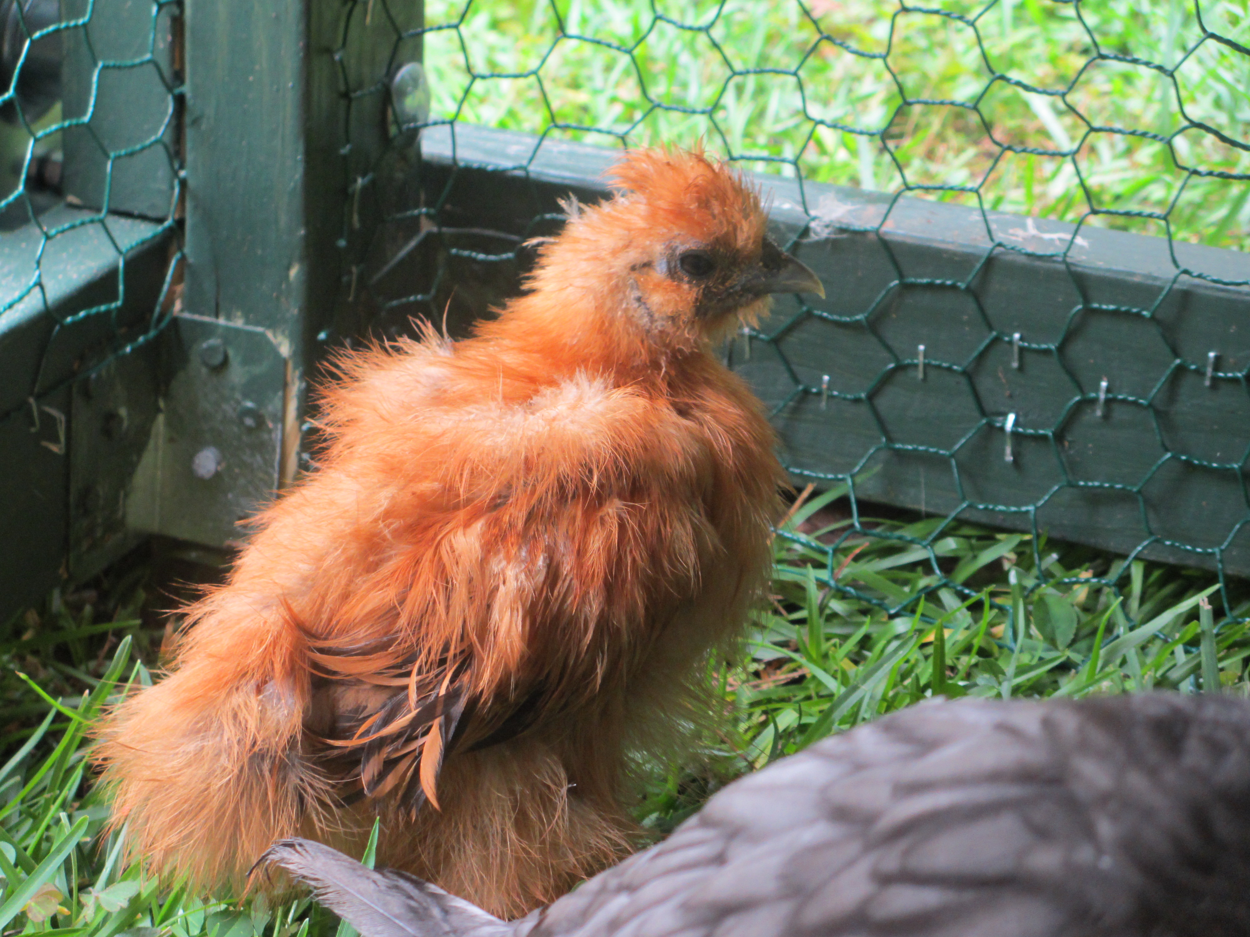 Sassy, a buff Silkie chick