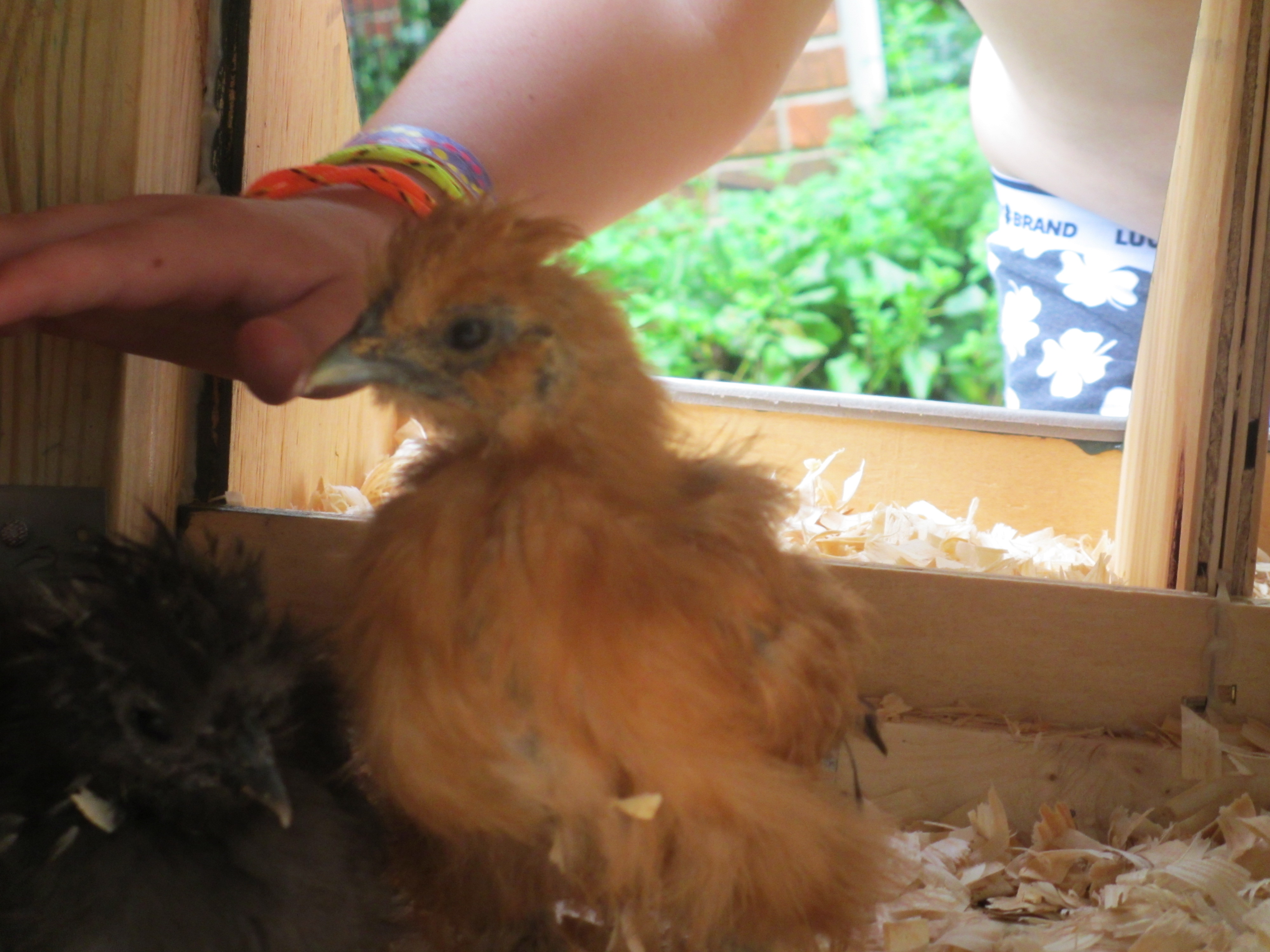 Sassy, my buff Silkie