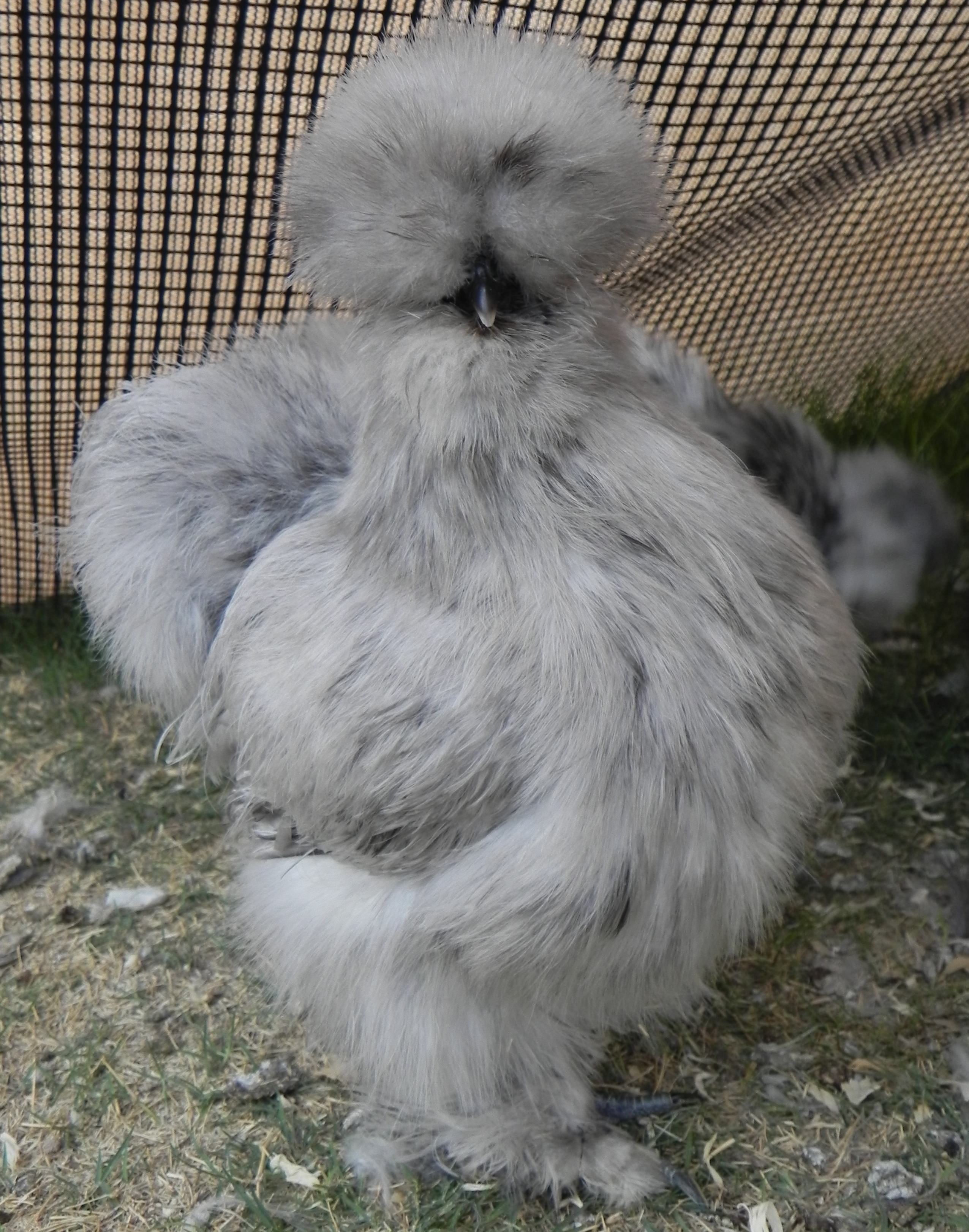 Sassy says "What?!?!"