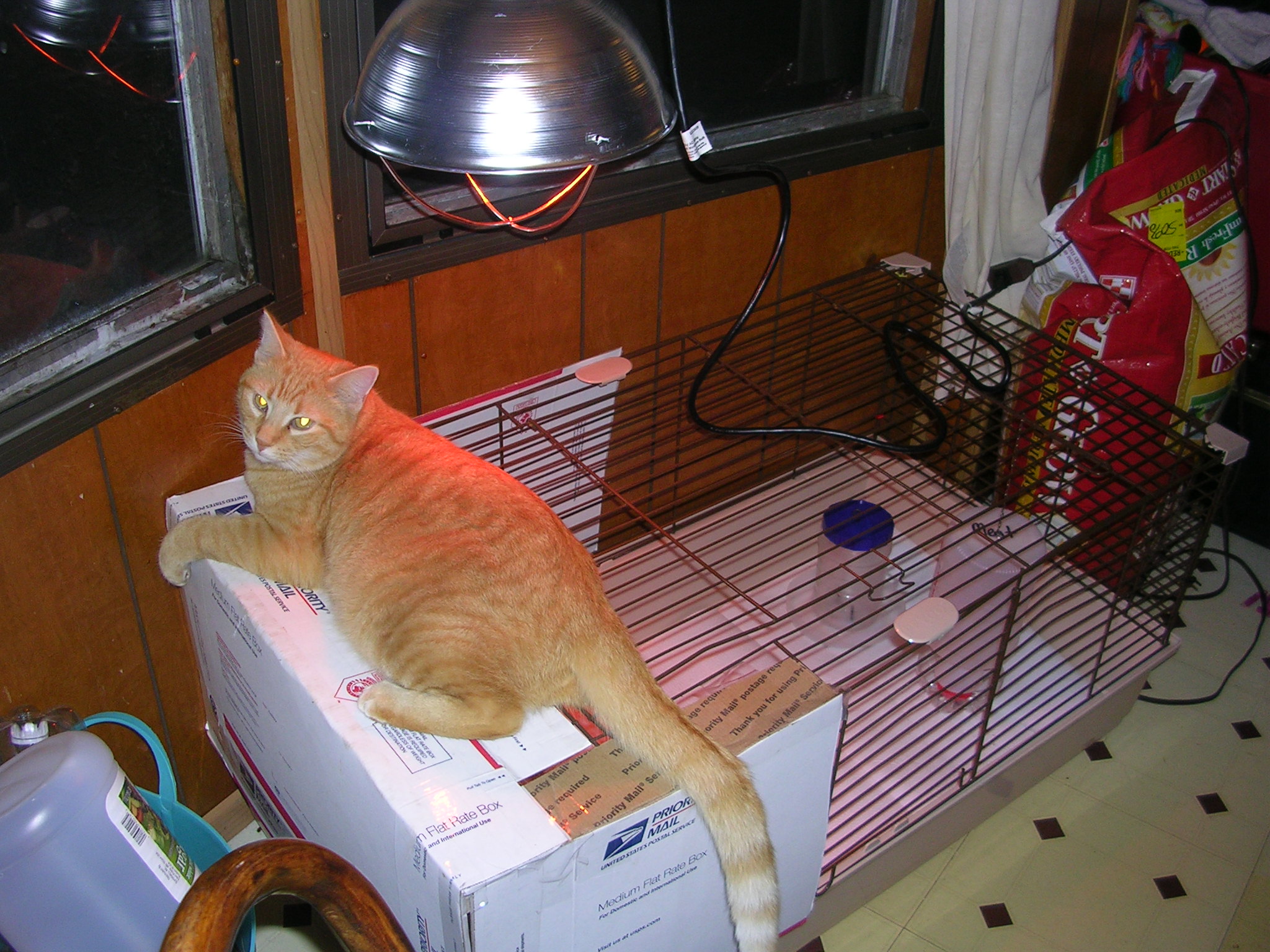 Savage, my mouser tskinh advatage of the heat lamp.