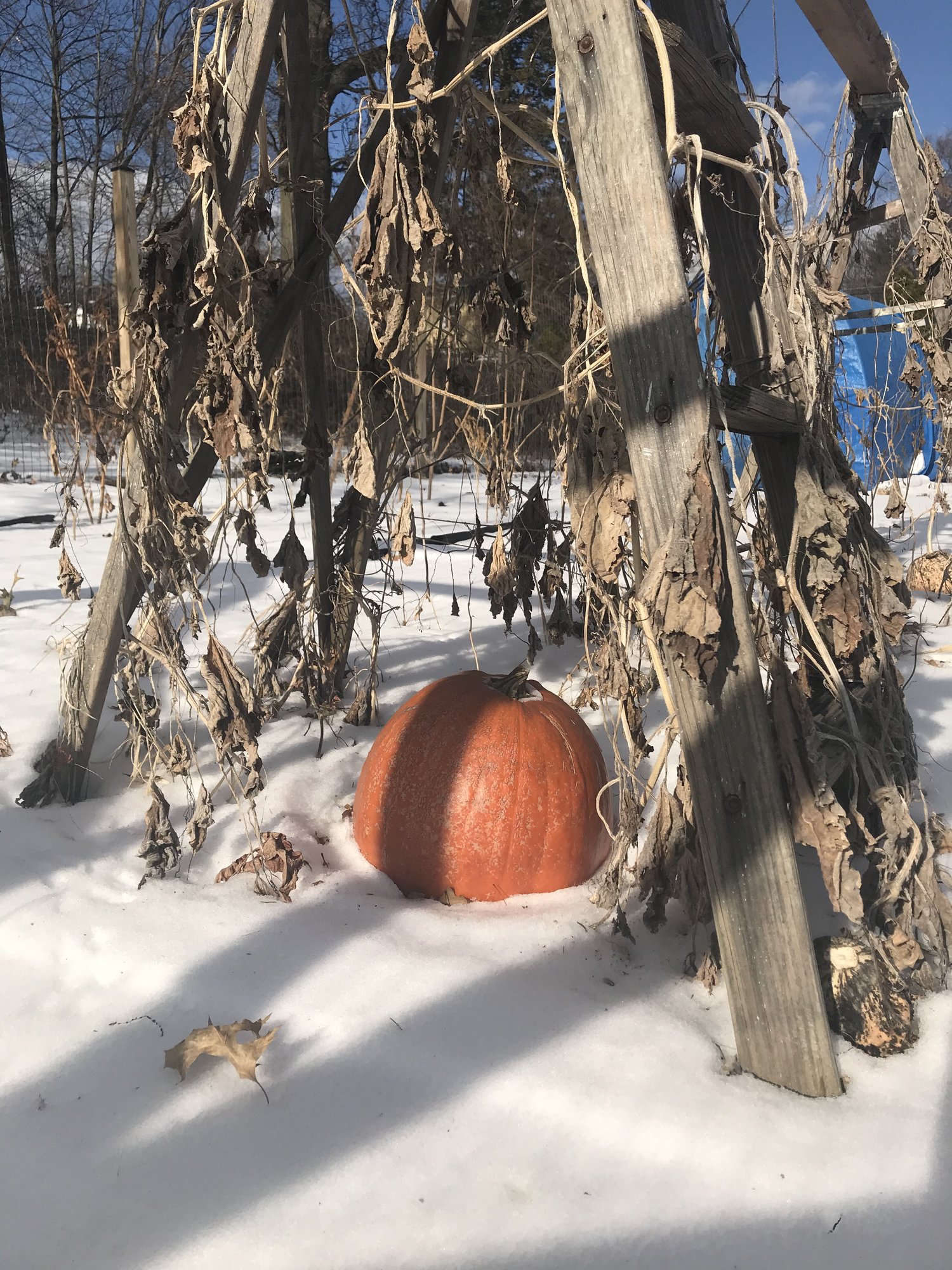 saw this on our Squash trellis