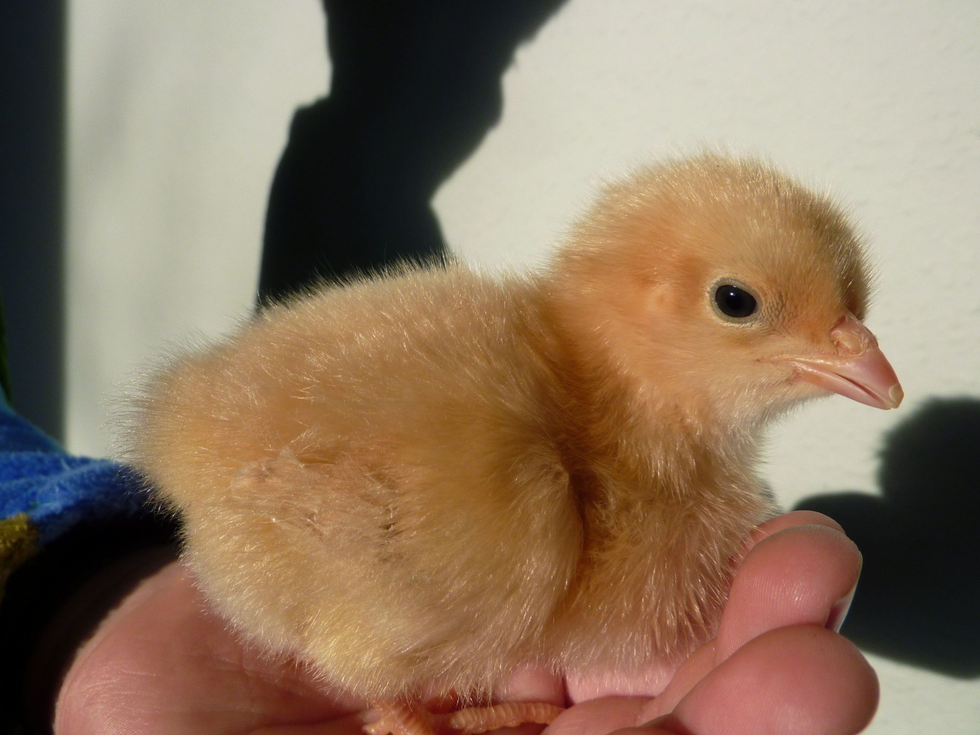 Sawyer, a Buff Orpington