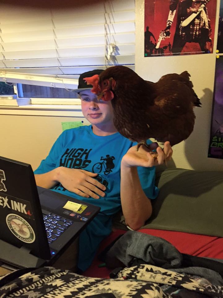 Sawyer studying German with Demi the chicken.