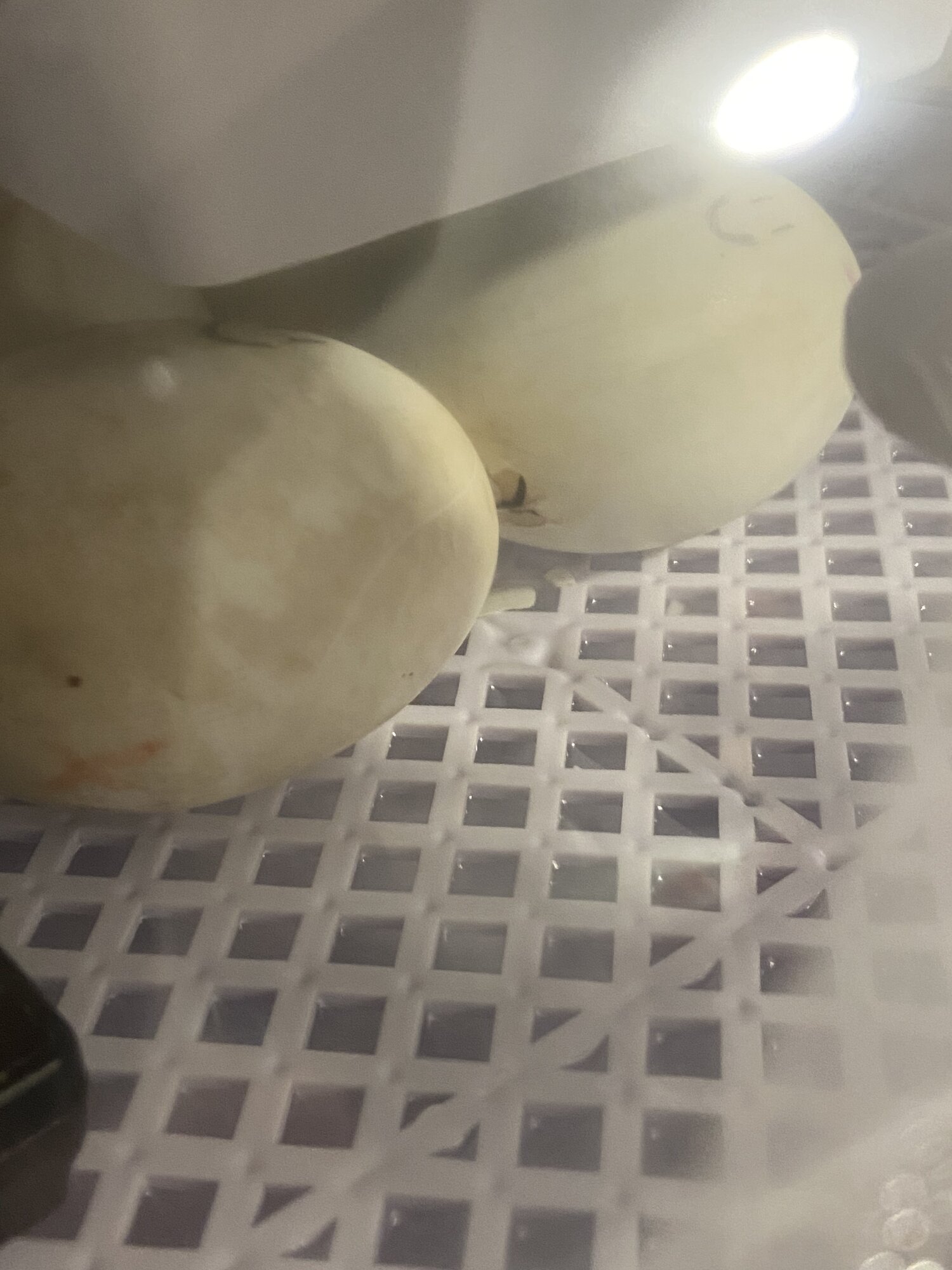 Saxonys eggs