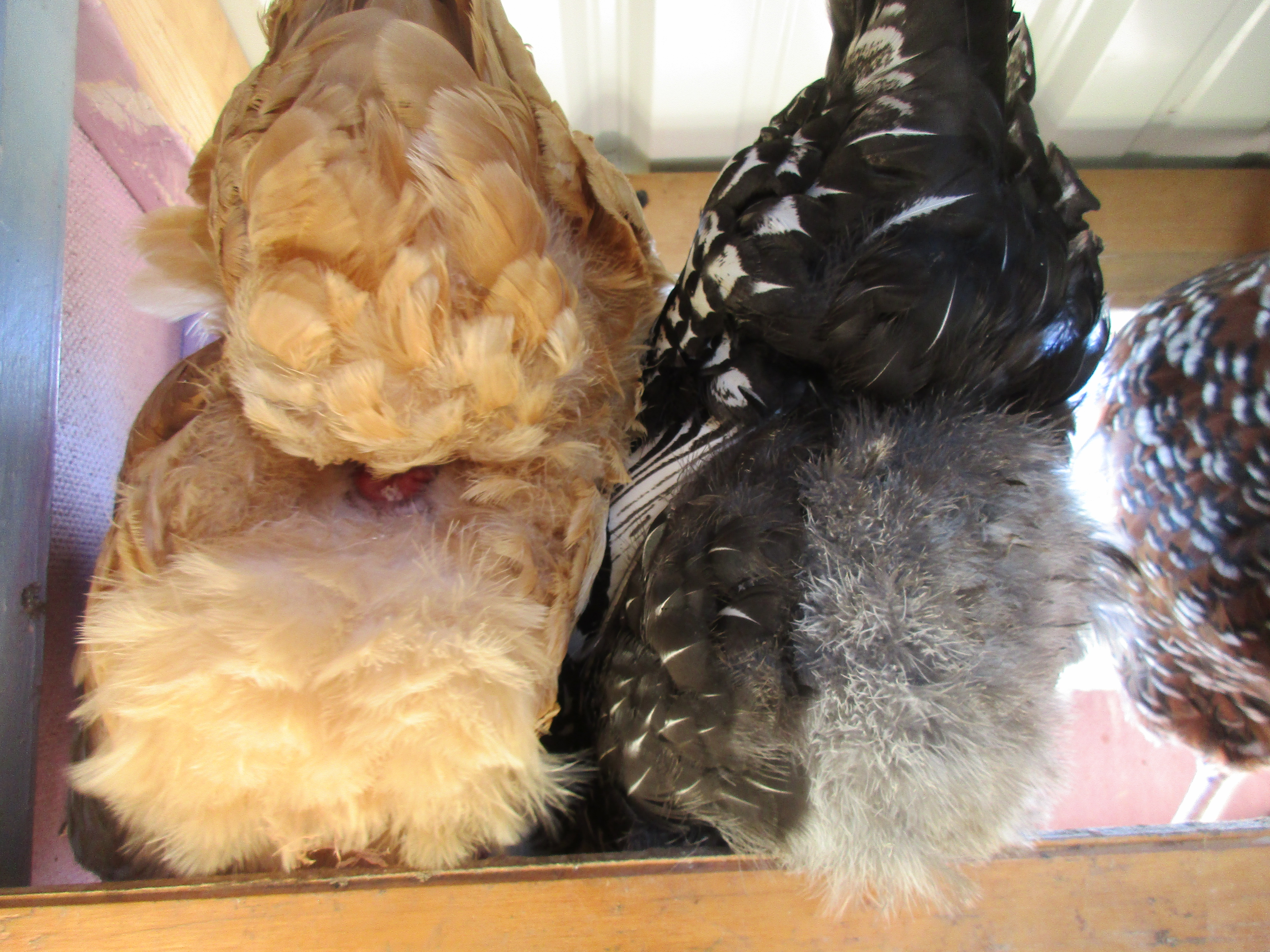 Say what? Chicken butt!
