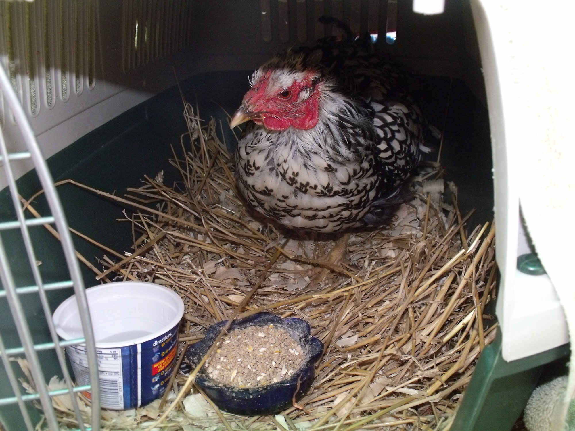scalped (?) infected head wound on hen found on roadside