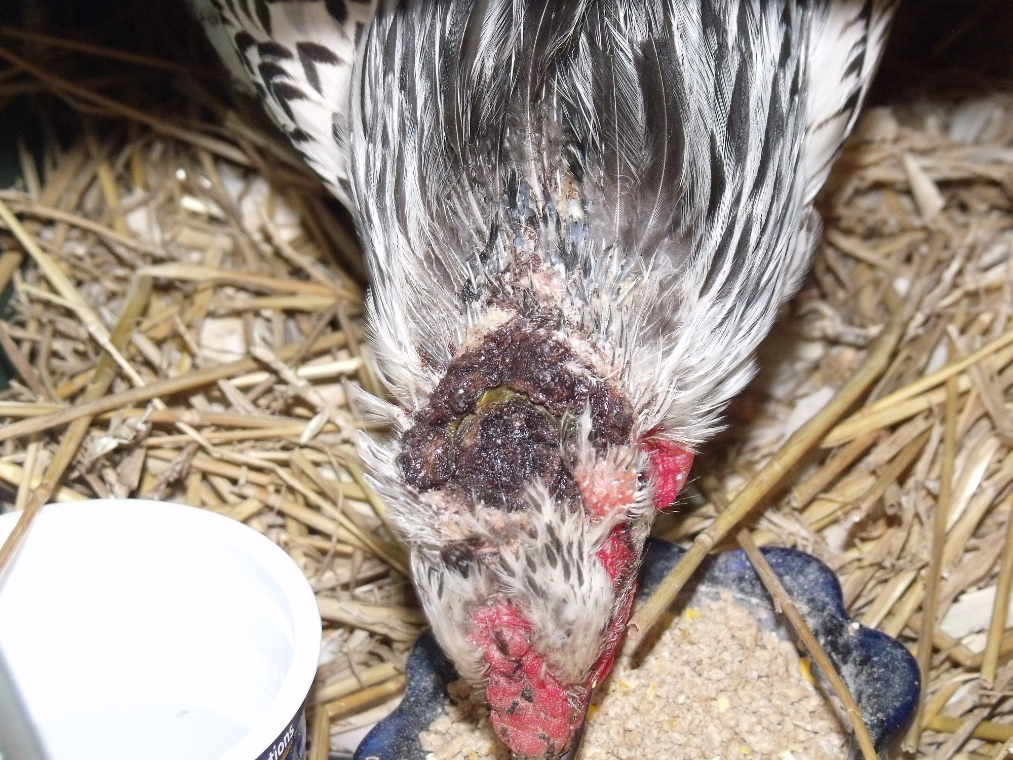 scalped (?) infected head wound on hen found on roadside