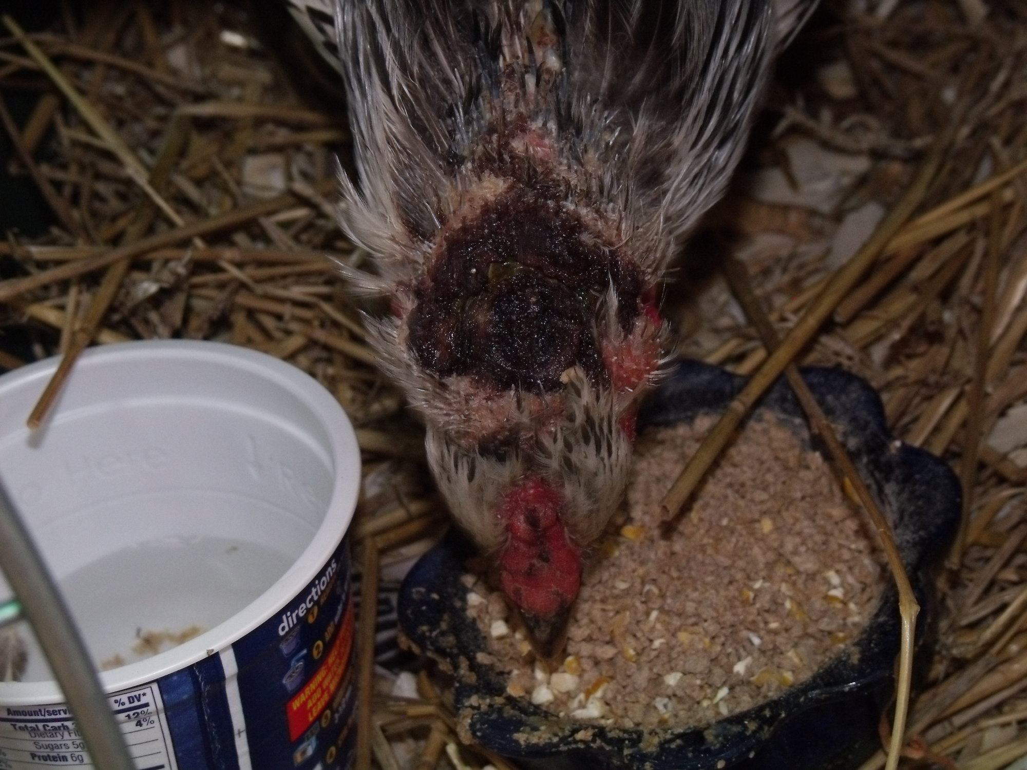 scalped (?) infected head wound on hen found on roadside