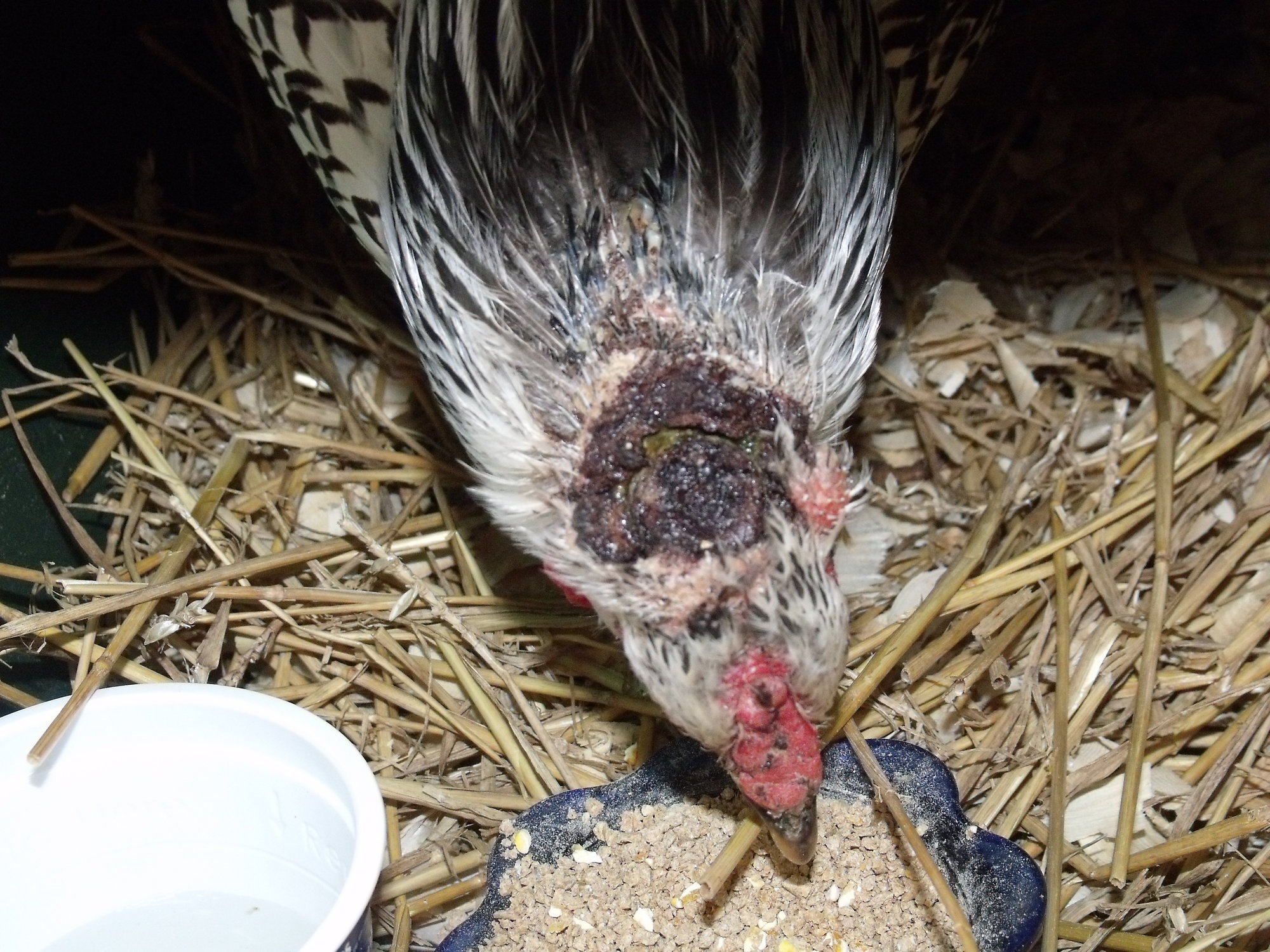 scalped (?) infected head wound on hen found on roadside