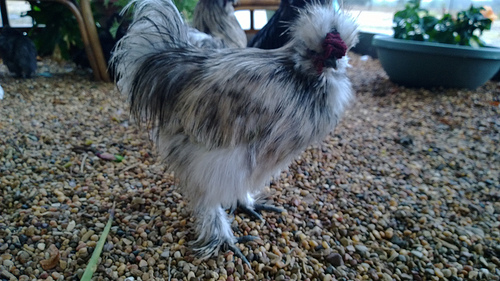 Scarface...My Silkie Rooster