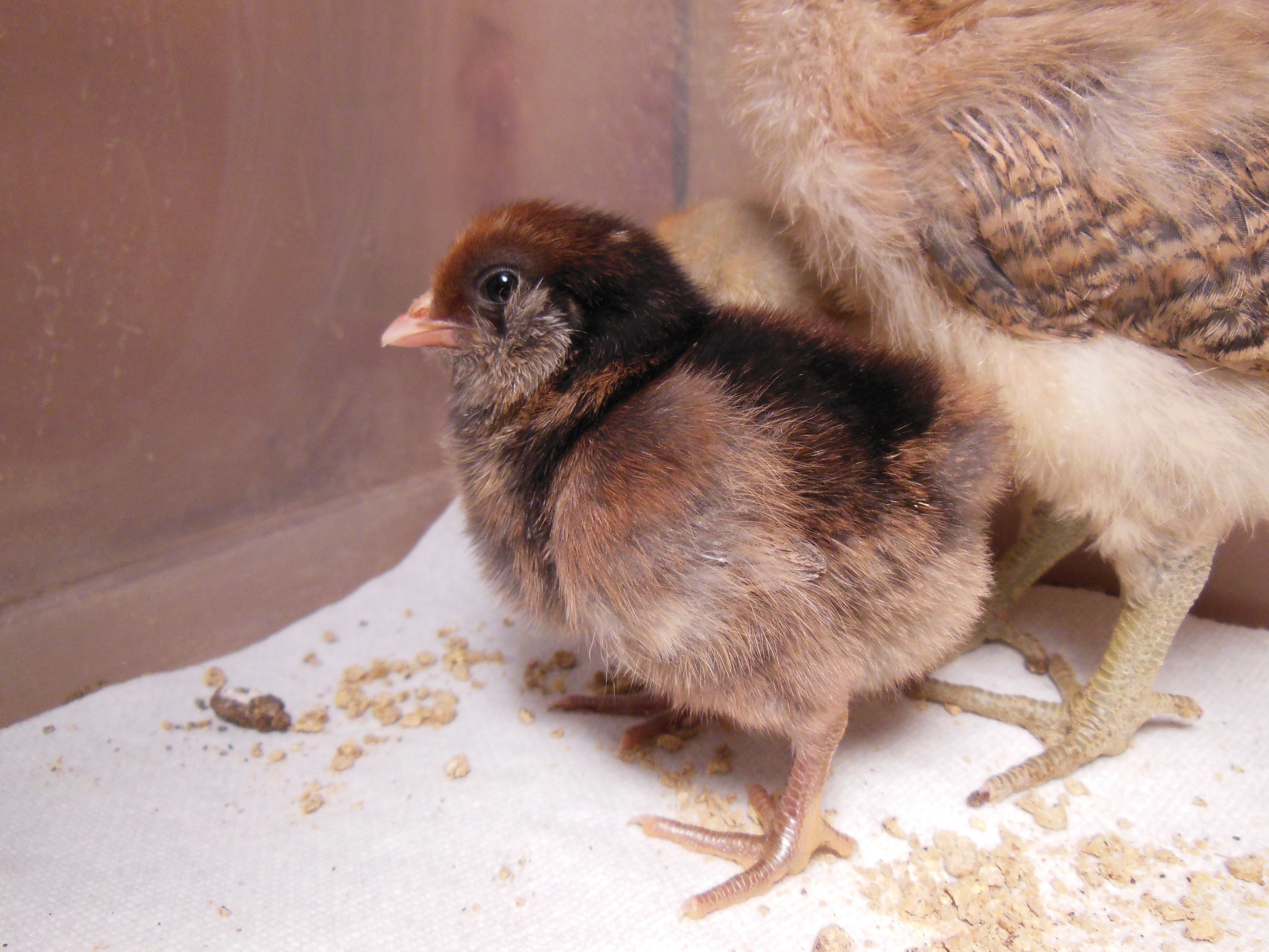 Scarlet, 2 day old EE